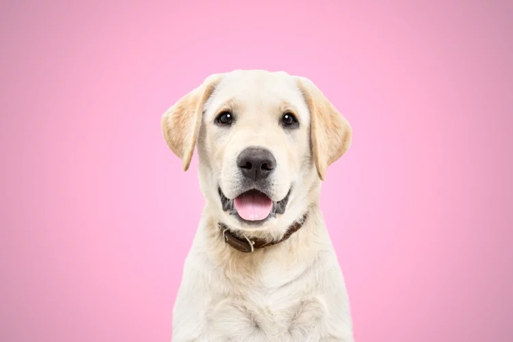 Labrador, mascota