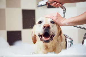 Bañando al perrito en casa - Que Onda