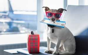 Bark Air: Viaje exclusivo para perros.