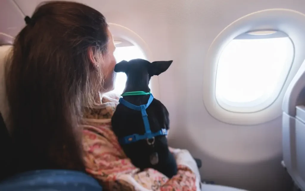 Bark Air: Viaje exclusivo para perros | Qué Onda |