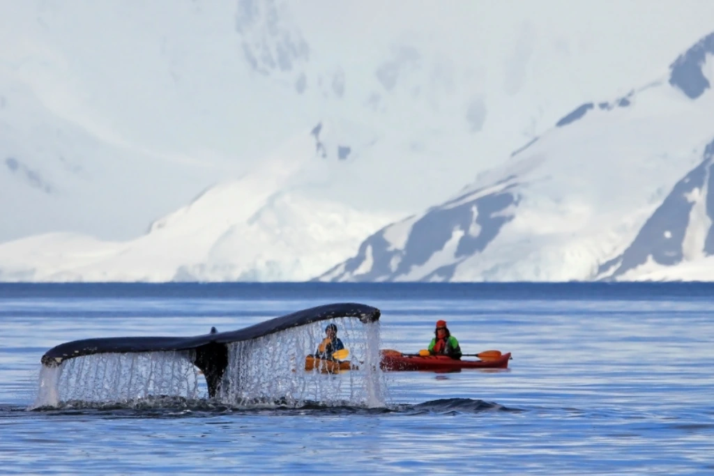 Cola de ballena jorobada Península Antártica, Antártida Qué Onda