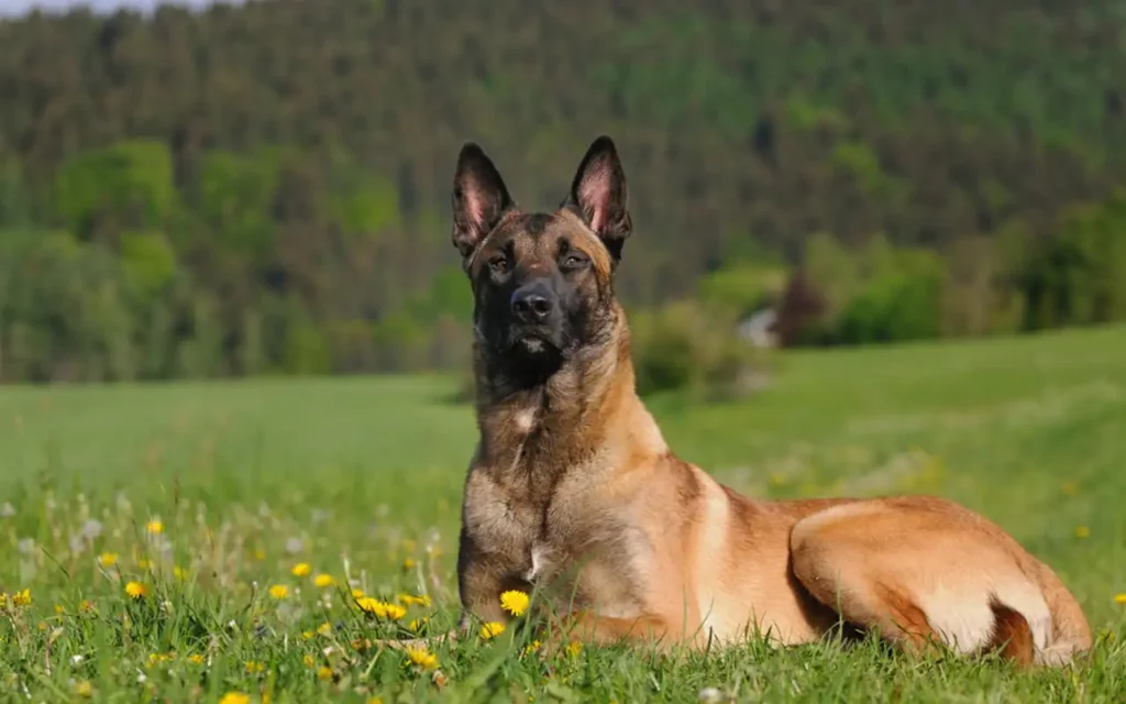 Nuevo perro más inteligente: Pastor Belga Malinois | Qué Onda |