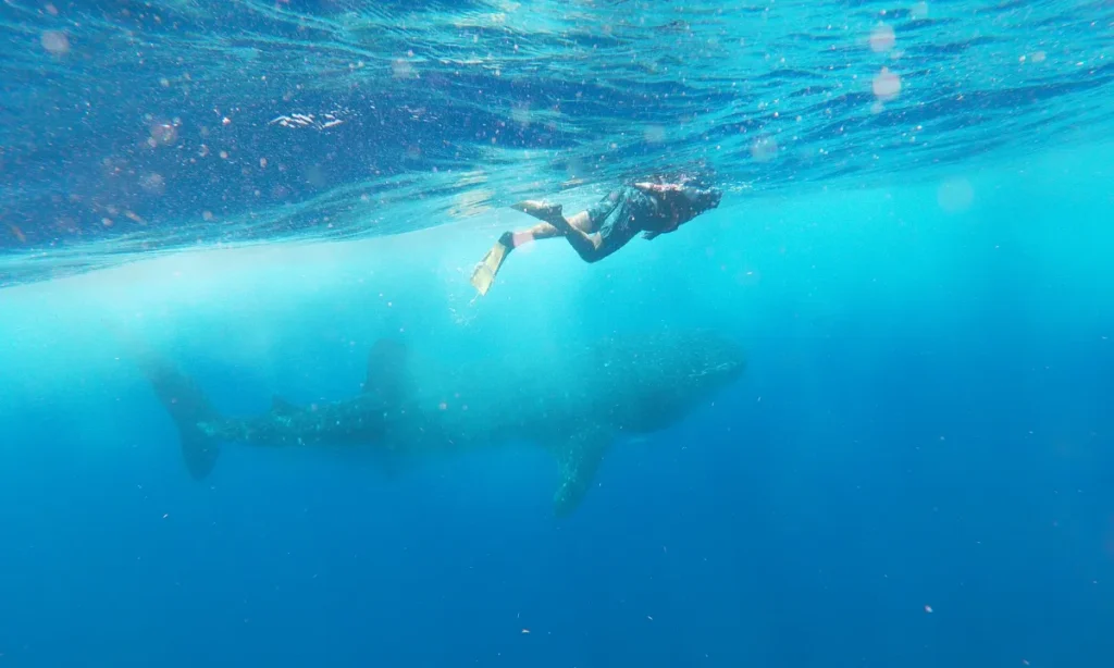 Snorkeling con una ballena tiburón en Isla Mujeres, México | Qué Onda