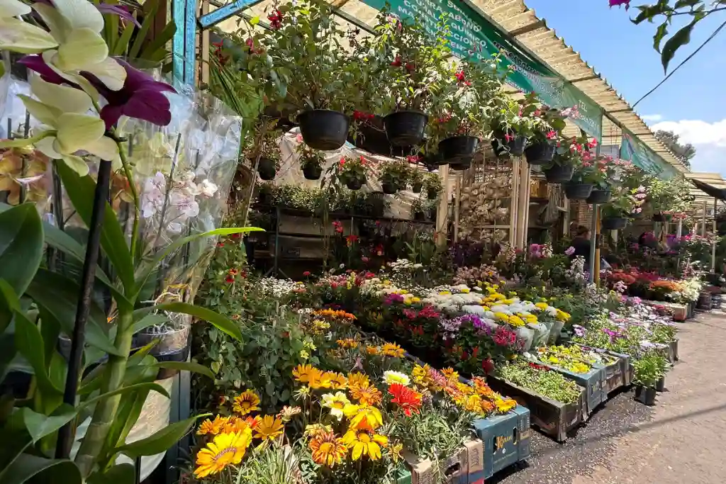 Mercado de Plantas y Flores Madreselva en Xochimilco | Qué Onda