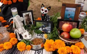 27 de octubre: día para honrar a nuestras mascotas fallecidas | Qué Onda |