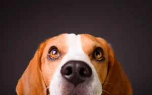 La mirada de tu perro: una conexión evolutiva única | Qué Onda |