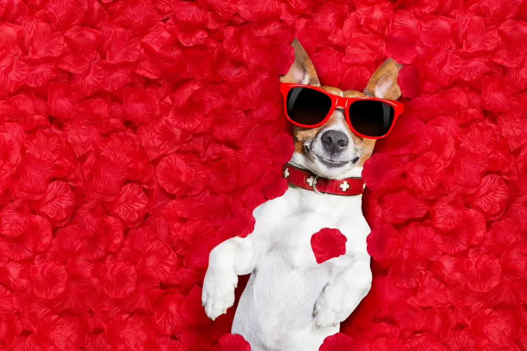 San Valentín 2026: perro Jack Russell Terrier con gafas de sol rojas acostado sobre una cama de pétalos de rosas | Qué Onda