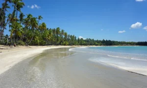 Turismo en Samaná: Paisaje de Playa Virgen con Palmeras Inclinadas y Aguas Cristalinas en la República Dominicana | Qué Onda